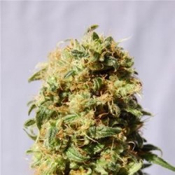 LA REINA DE AFRICA AKA KABOOM ( EX KABOOM ) * KANNABIA SEEDS 1 SEME FEM 