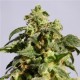 SKUNK + ( EX POWER SKUNK) * KANNABIA SEEDS 1 SEME FEM 