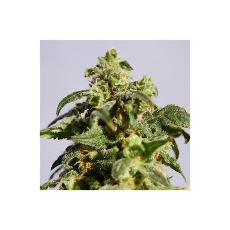 SKUNK + ( EX POWER SKUNK) * KANNABIA SEEDS 1 SEME FEM 