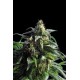 THAI FANTASY * KANNABIA SEEDS 1 SEME FEM 