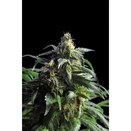 THAI FANTASY * KANNABIA SEEDS 1 SEME FEM 