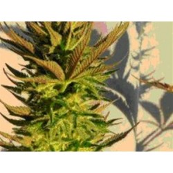 KICKASS AUTO ( EX B.LEE AUTOMATICA) * KANNABIA SEEDS 1 SEME FEM 