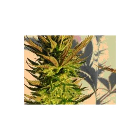 KICKASS AUTO ( EX B.LEE AUTOMATICA) * KANNABIA SEEDS 1 SEME FEM 