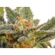 KRITIC AUTO ( EX KRITIC 70 AUTOMATICA) * KANNABIA SEEDS 1 SEME FEM