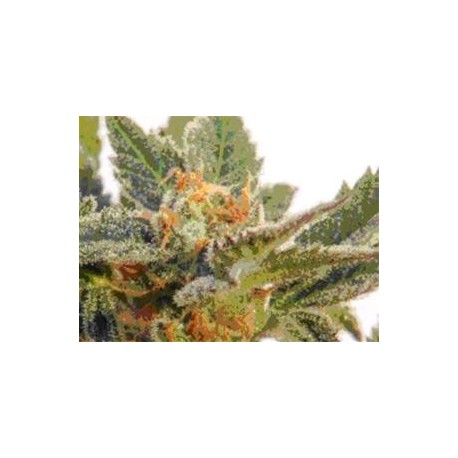 KRITIC AUTO ( EX KRITIC 70 AUTOMATICA) * KANNABIA SEEDS 1 SEME FEM