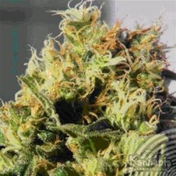 MIKROMACHINE AUTOMATICA * KANNABIA SEEDS 1 SEME FEM