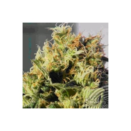 MIKROMACHINE AUTOMATICA * KANNABIA SEEDS 1 SEME FEM