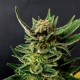 GYPSY KUSH (EX FARAONA) * KANNABIA SEEDS 1 SEME FEM 