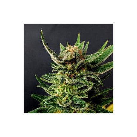 GYPSY KUSH (EX FARAONA) * KANNABIA SEEDS 1 SEME FEM 