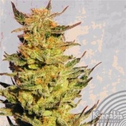 KREAMY KARAMEL (EX KARAMELO) * KANNABIA SEEDS 1 SEME FEM 