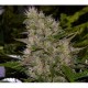 AUTO CRITICAL * BIOLOGICAL SEEDS 3 SEMI