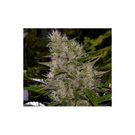 AUTO CRITICAL * BIOLOGICAL SEEDS 3 SEMI