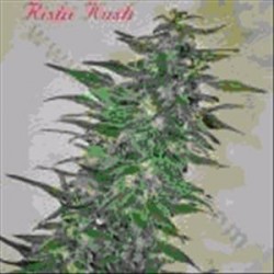 RISHI KUSH * MANDALA SEEDS 10 SEMI REG 