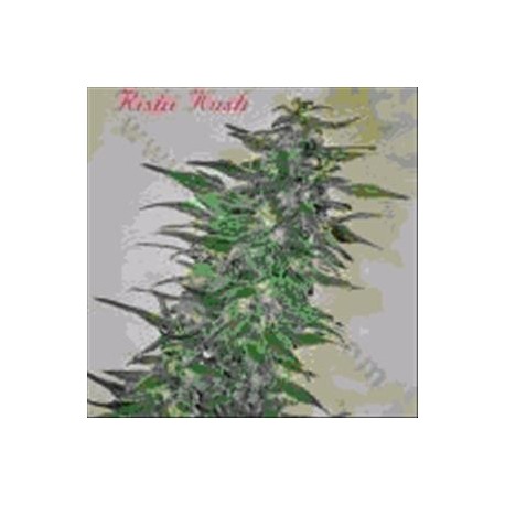 RISHI KUSH * MANDALA SEEDS 10 SEMI REG 