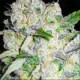 AK 49 * VISION SEEDS 3 SEMI FEM