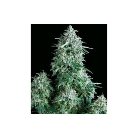 ANUBIS * PYRAMID SEEDS 5 SEMI FEM