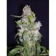 AUTO MAXI * BIOLOGICAL SEEDS 3 SEMI