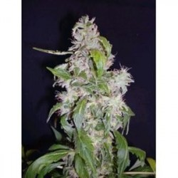 AUTO MAXI * BIOLOGICAL SEEDS 3 SEMI