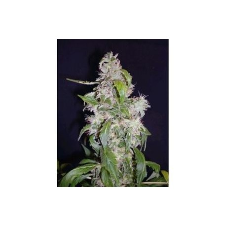 AUTO MAXI * BIOLOGICAL SEEDS 3 SEMI