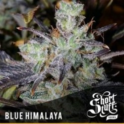 BLUE HIMALAYA * SHORT STUFF SEEDS 3 SEMI FEM 