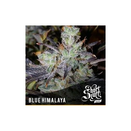 BLUE HIMALAYA * SHORT STUFF SEEDS 3 SEMI FEM 