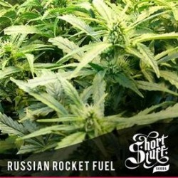 RUSSIAN ROCKET FUEL * SHORT STUFF SEEDS 3 SEMI FEM 