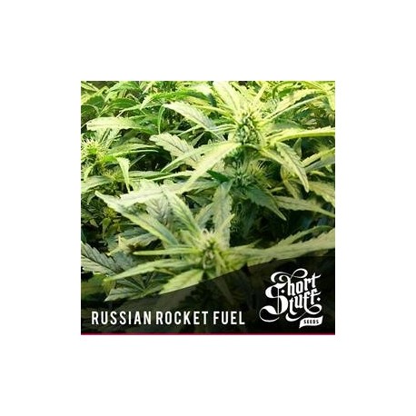 RUSSIAN ROCKET FUEL * SHORT STUFF SEEDS 3 SEMI FEM 