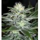 WHITE WIDOW * BIOLOGICAL SEEDS 10 SEMI