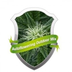 AUTOFLOWERING MIX * ROYAL QUEEN SEEDS 3 SEMI FEM 