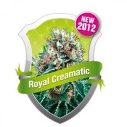 ROYAL CREAMATIC * ROYAL QUEEN SEEDS 1 SEME FEM 