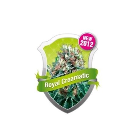 ROYAL CREAMATIC * ROYAL QUEEN SEEDS 1 SEME FEM 