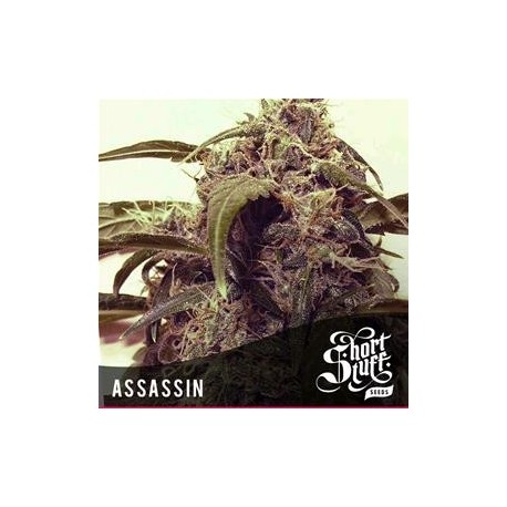 ASSASSIN * SHORT STUFF SEEDS 5 SEMI FEM