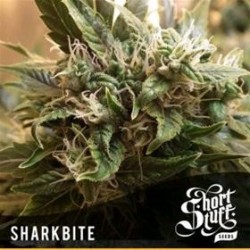 SHARKBITE * SHORT STUFF SEEDS 3 SEMI FEM