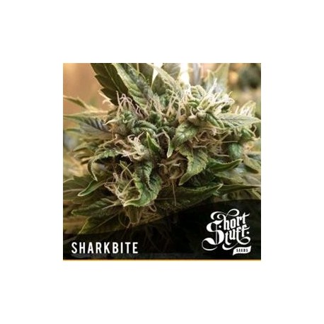 SHARKBITE * SHORT STUFF SEEDS 5 SEMI FEM