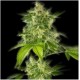 AUTO HAZE * THE BULLDOG 5 SEMI FEM 