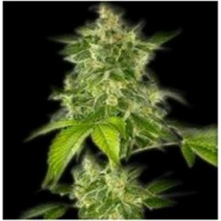 AUTO HAZE * THE BULLDOG 5 SEMI FEM 