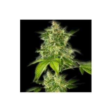 AUTO HAZE * THE BULLDOG 5 SEMI FEM 