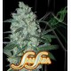 GREEN LOVE POTION * SAMSARA FEMINIZED 1 SEME FEM 