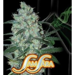 GREEN LOVE POTION * SAMSARA FEMINIZED 1 SEME FEM 