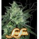 SPICY WHITE DEVIL * SAMSARA FEMINIZED 1 SEME FEM 