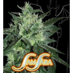 SPICY WHITE DEVIL * SAMSARA FEMINIZED 1 SEME FEM 