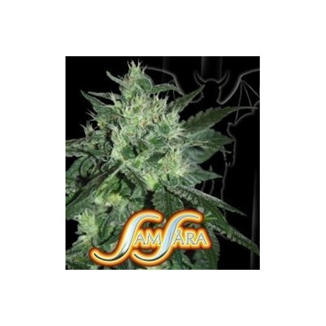 SPICY WHITE DEVIL * SAMSARA FEMINIZED 1 SEME FEM 