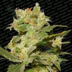 AUTO JACK * PARADISE SEEDS FEMINIZED 5 SEMI 