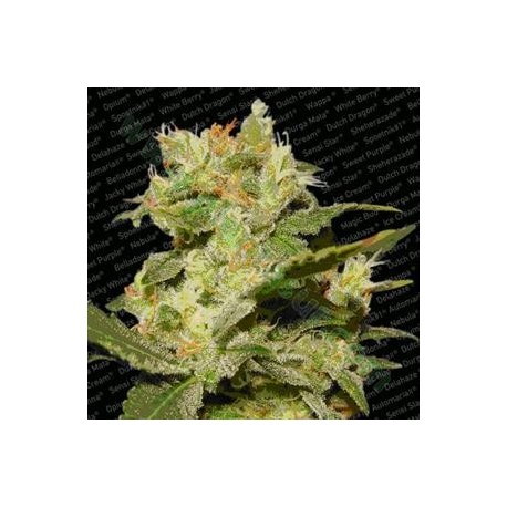 AUTO JACK * PARADISE SEEDS FEMINIZED 3 SEMI 