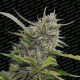 AUTO WHITE BERRY * PARADISE SEEDS FEMINIZED 5 SEMI 