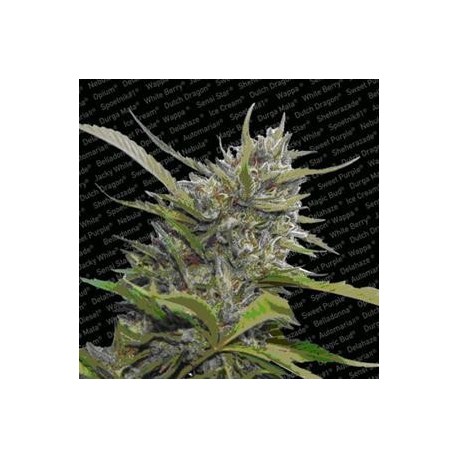 AUTO WHITE BERRY * PARADISE SEEDS FEMINIZED 5 SEMI 