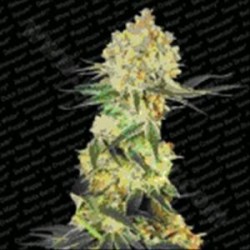 AUTO WAPPA * PARADISE SEEDS FEMINIZED 10 SEMI 