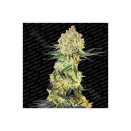 AUTO WAPPA * PARADISE SEEDS FEMINIZED 10 SEMI 