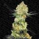 AUTO WAPPA * PARADISE SEEDS FEMINIZED 3 SEMI 