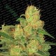 AUTO ACID * PARADISE SEEDS FEMINIZED 10 SEMI 